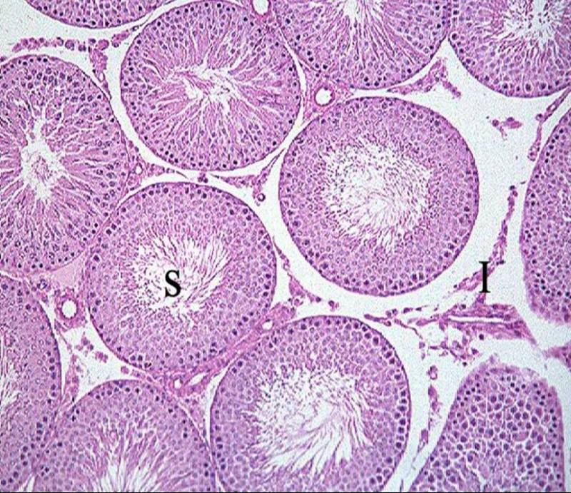 Testis Slide Labeled