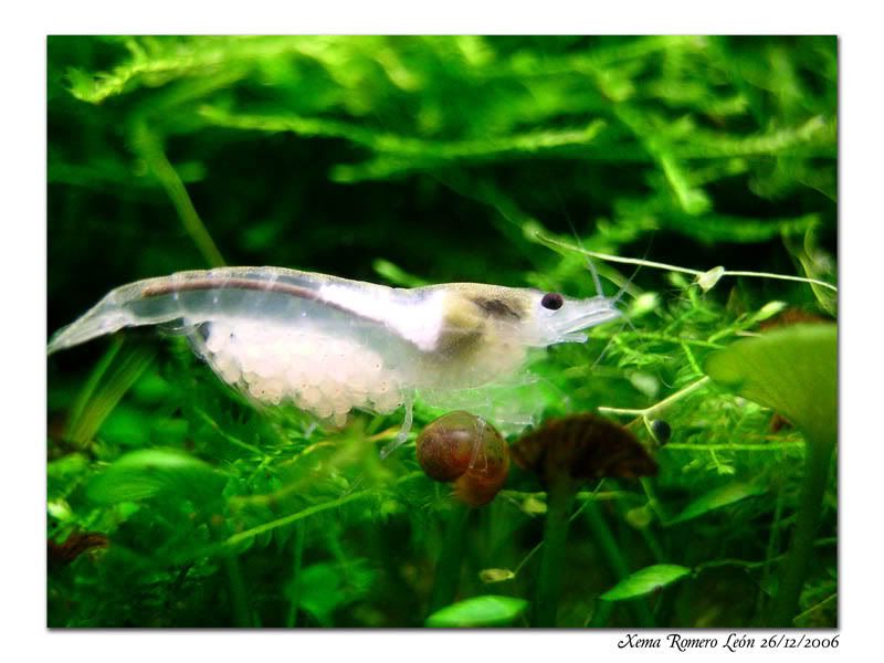 Neocaridina cf. zhangjiajiensis var. White Pearl( креветка белая жемчужина) Neocarzhangjiajiensis0126122006800