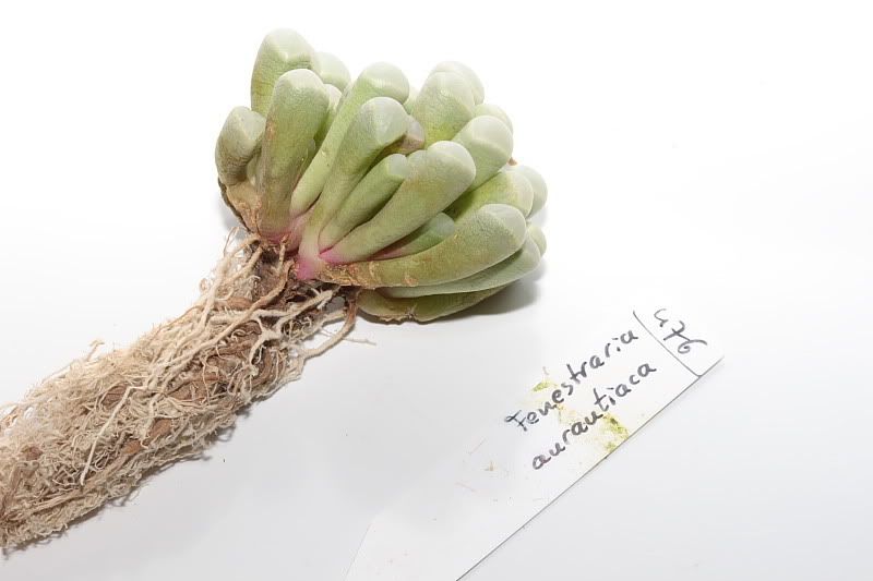 FACTOR LOCALIZAR PLANTA factor localizar planta: