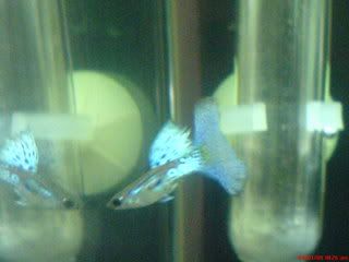 Blue Variegated Guppy