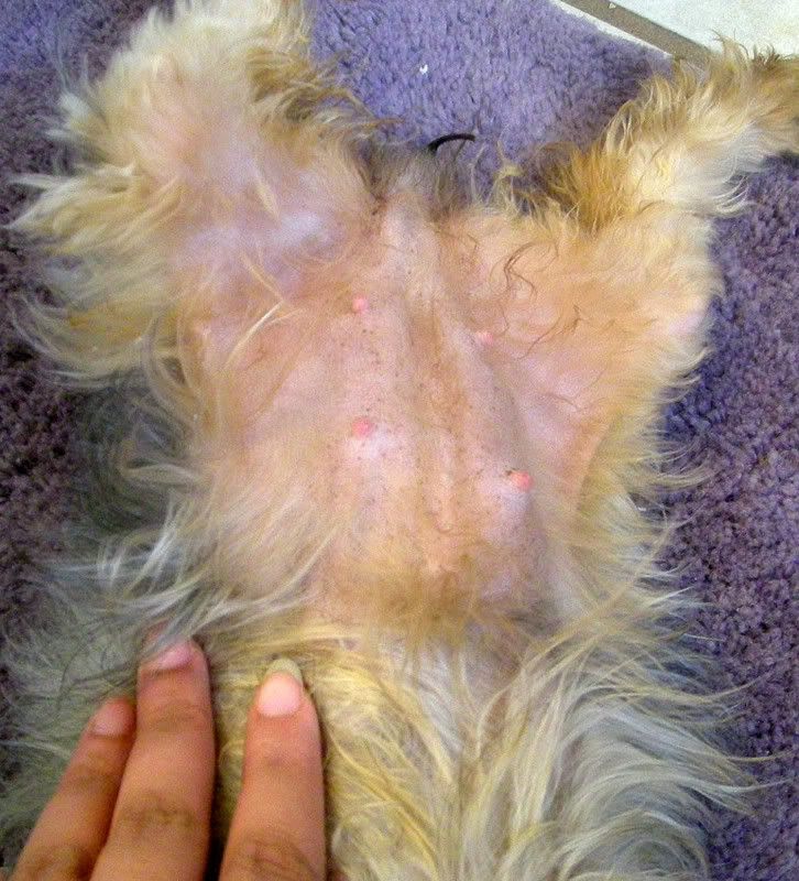yorkie gestation how many days a pets world yorkie gestation how many days a pets world