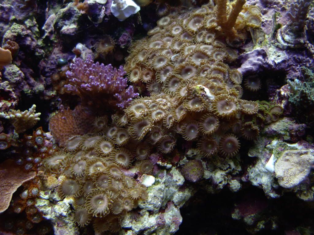 how fast do ur zoas spread(naturally) REEF2REEF Saltwater and Reef