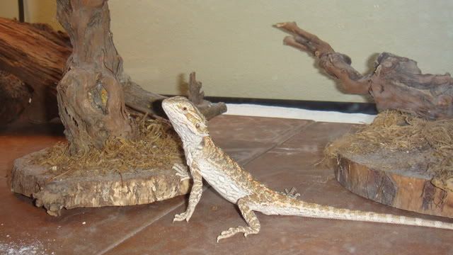 slate stone for bearded dragon