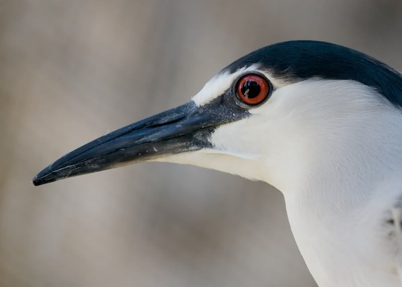 IMAGE: http://i21.photobucket.com/albums/b264/fernie94/IMG_2440.jpg