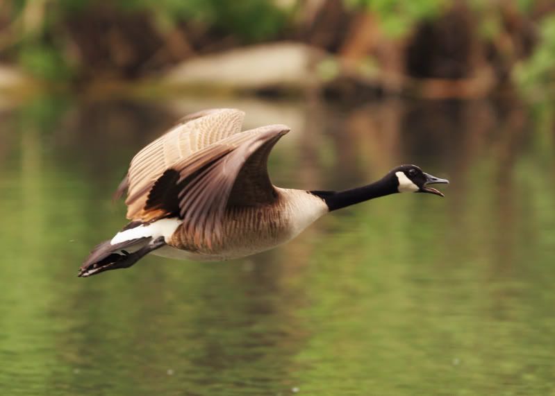 IMAGE: http://i21.photobucket.com/albums/b264/fernie94/IMG_7580.jpg