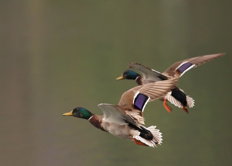 IMAGE: http://i21.photobucket.com/albums/b264/fernie94/IMG_7588.jpg