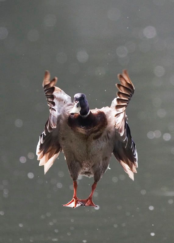 IMAGE: http://i21.photobucket.com/albums/b264/fernie94/IMG_7678.jpg