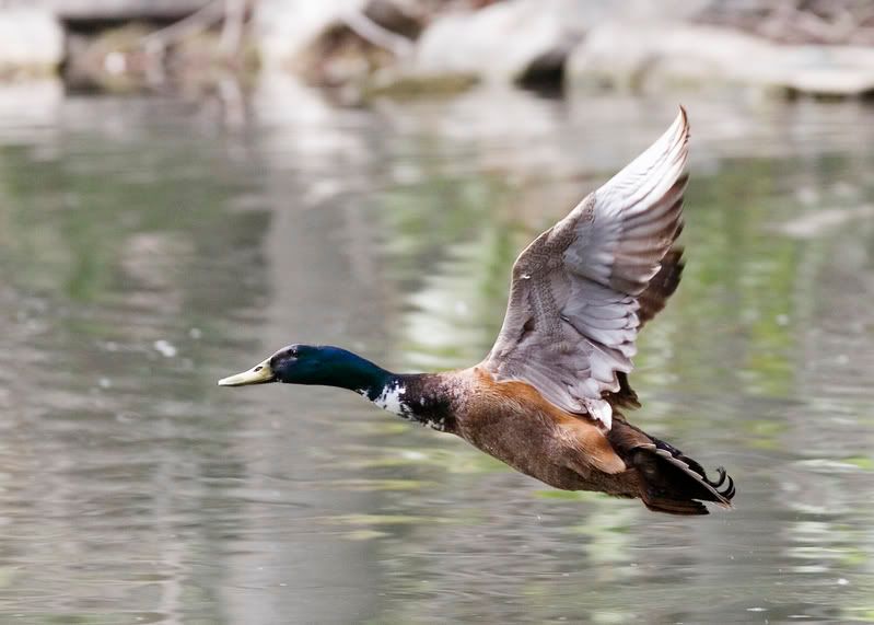 IMAGE: http://i21.photobucket.com/albums/b264/fernie94/IMG_7707.jpg