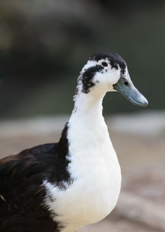 IMAGE: http://i21.photobucket.com/albums/b264/fernie94/IMG_7733.jpg