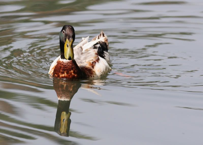 IMAGE: http://i21.photobucket.com/albums/b264/fernie94/IMG_7741.jpg