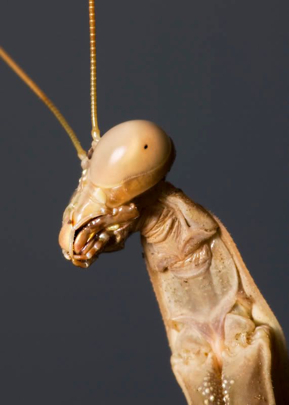 IMAGE: http://i21.photobucket.com/albums/b264/fernie94/Mantis.jpg