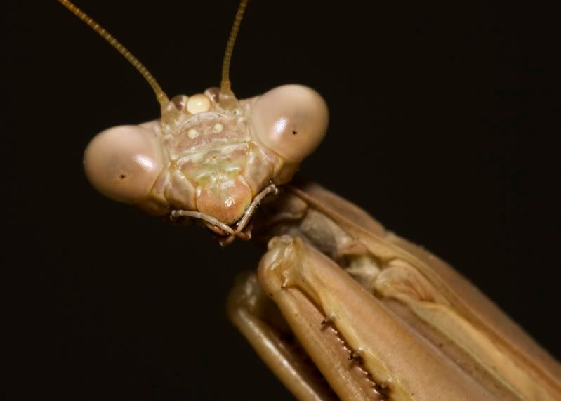 IMAGE: http://i21.photobucket.com/albums/b264/fernie94/Mantis2.jpg
