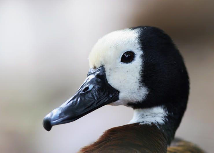 IMAGE: http://i21.photobucket.com/albums/b264/fernie94/Picture226copy.jpg