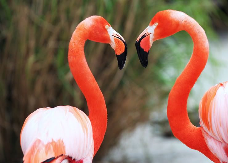 IMAGE: http://i21.photobucket.com/albums/b264/fernie94/Picture252copy.jpg