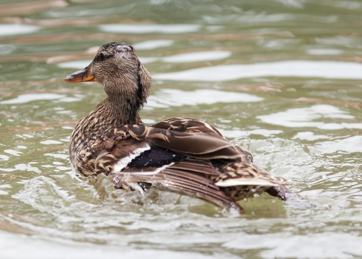 IMAGE: http://i21.photobucket.com/albums/b264/fernie94/Picture257copy.jpg