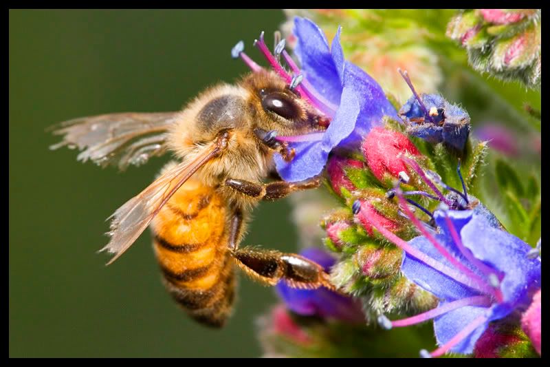 IMAGE: http://i21.photobucket.com/albums/b264/fernie94/bee2.jpg