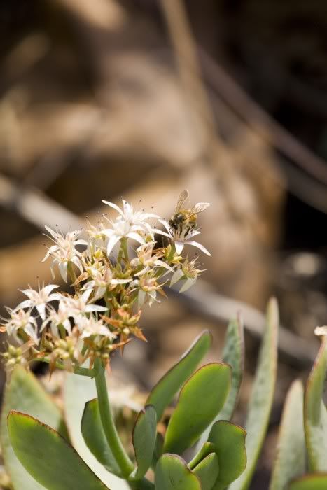 IMAGE: http://i21.photobucket.com/albums/b264/fernie94/bee_467_700.jpg