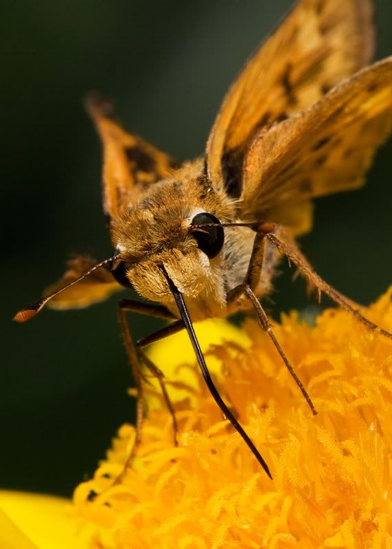 IMAGE: http://i21.photobucket.com/albums/b264/fernie94/bug-1.jpg