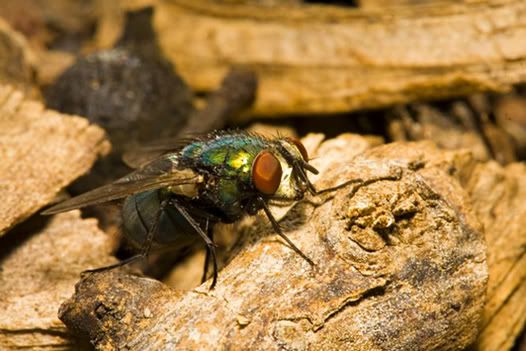 IMAGE: http://i21.photobucket.com/albums/b264/fernie94/fly_700_1467.jpg