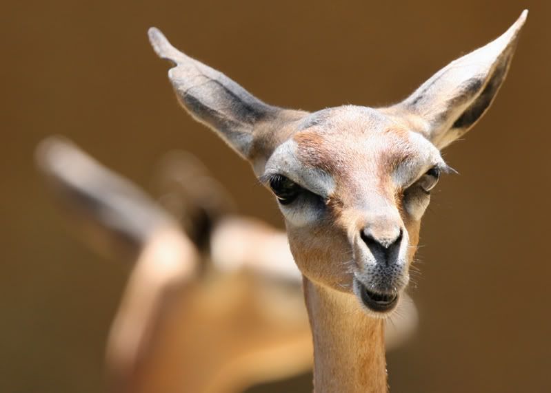 IMAGE: http://i21.photobucket.com/albums/b264/fernie94/pic.jpg