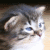 chat1.gif