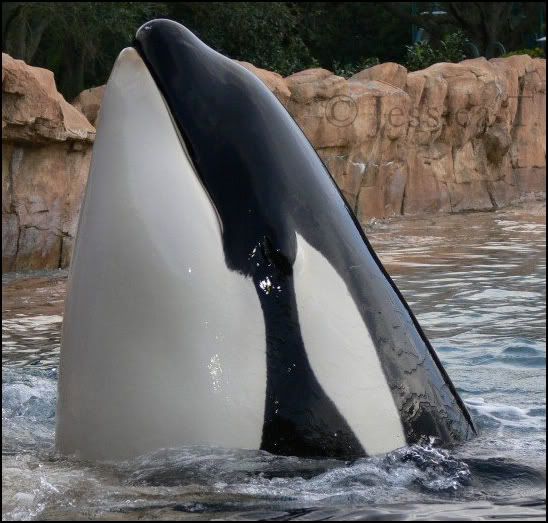 Beautiful Orcas