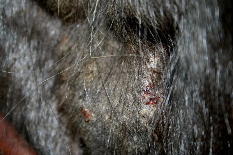 weird cuts/bites from bugs all over horses face? with pics Horse