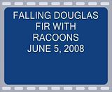 FALLINGDOUGLASFIRWITHRACOONSNET6.flv