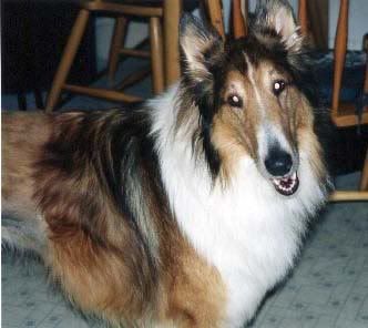 Dog Kolly