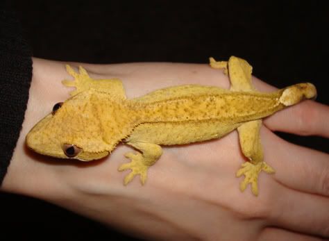 hand2.jpg