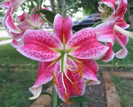 Stargazer Lily Pictures, Images and Photos