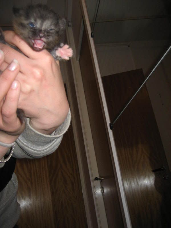 http://i21.photobucket.com/albums/b268/ichibon_/Maj2008056.jpg
