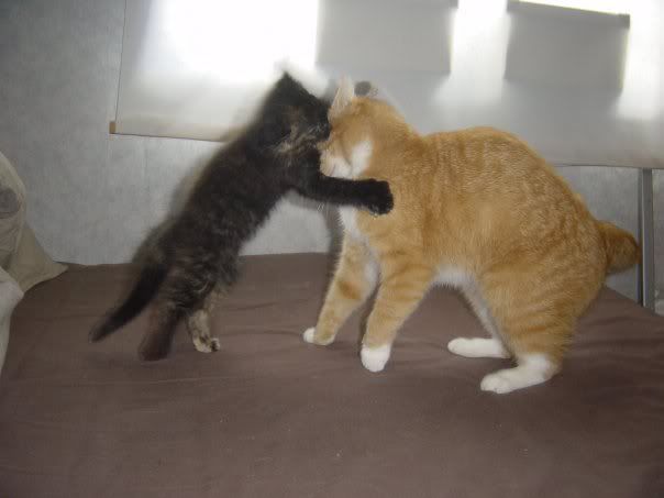 http://i21.photobucket.com/albums/b268/ichibon_/n697190769_973567_9148.jpg