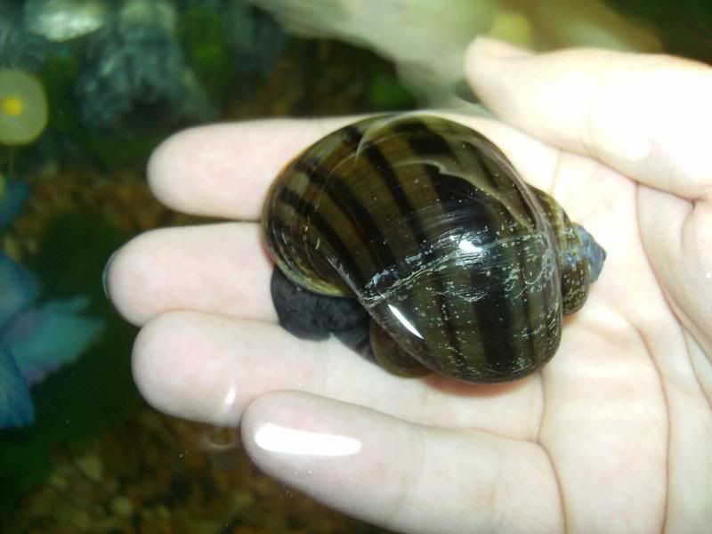 Mystery snail with goldfish? r/Goldfish