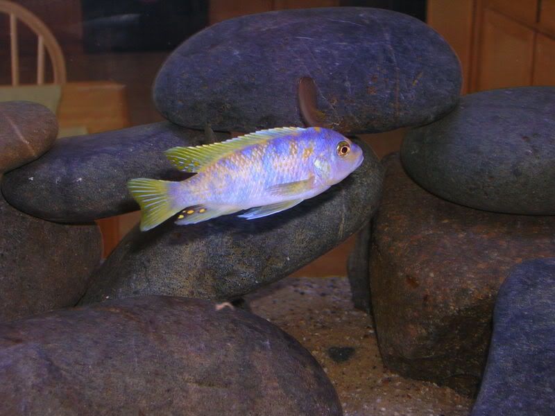 Pics of my Met. marmalade cat Cichlid Fish Forum