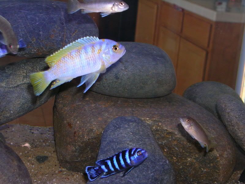 Pics of my Met. marmalade cat Cichlid Fish Forum