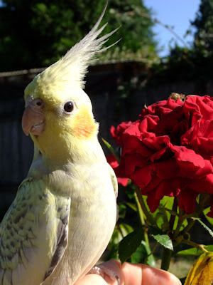 cockatiel,rose,outdoor,summer,pet,birds,parrots