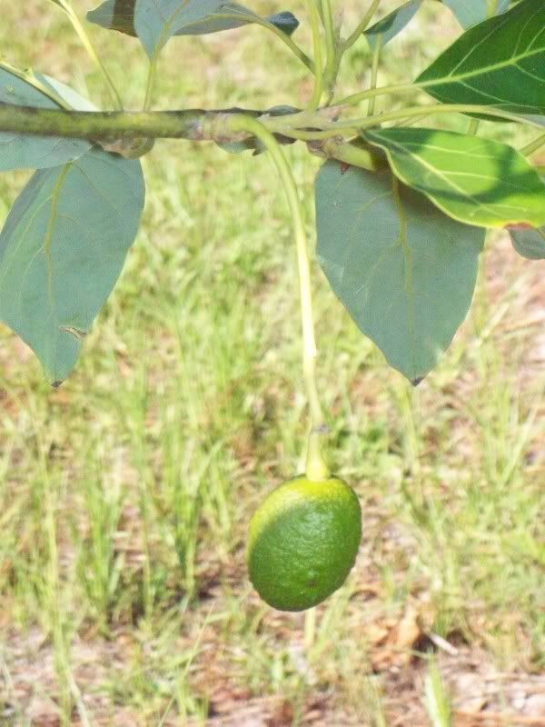 Baby Avocado