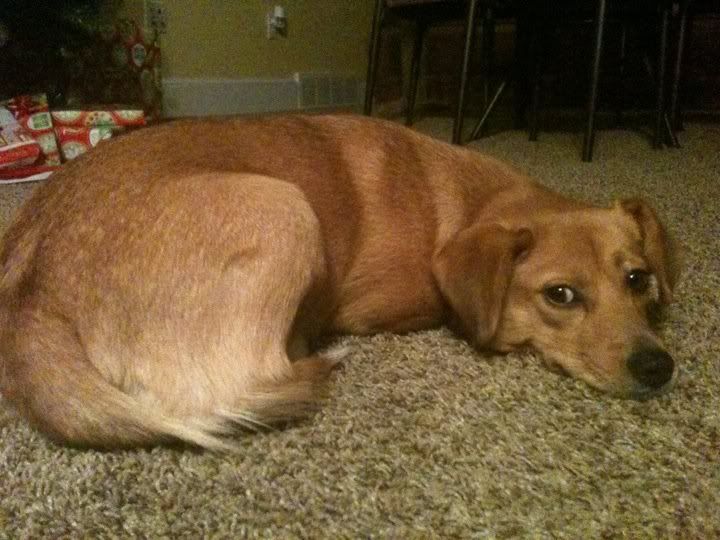 corgi golden retriever mix puppies. This is our new puppy Violet.