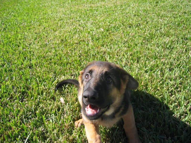 Problems with crating pups Page 3 German Shepherds Forum