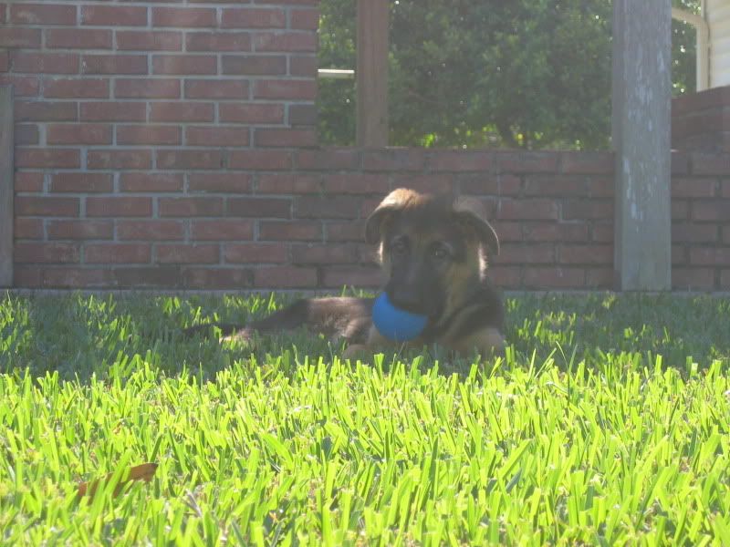 Problems with crating pups Page 3 German Shepherds Forum