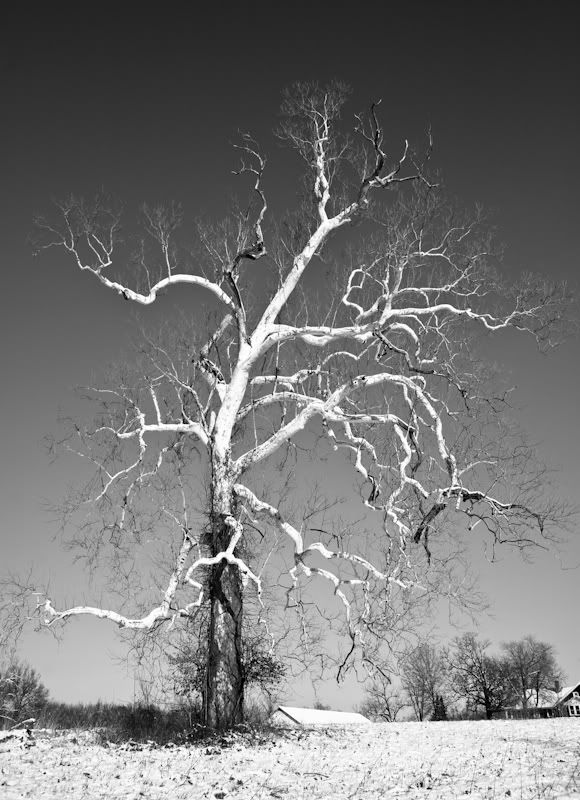 IMAGE: http://i21.photobucket.com/albums/b270/zillig04/IMG_6656.jpg