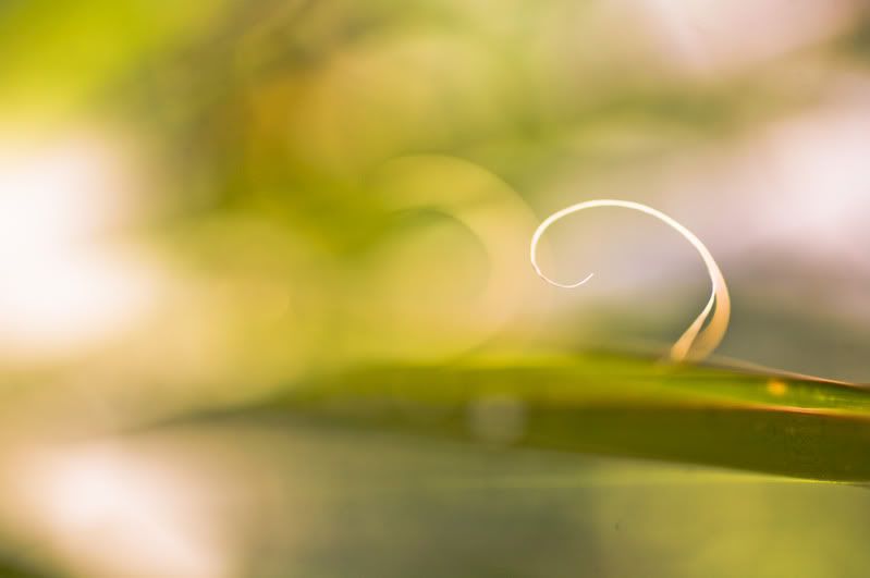 IMAGE: http://i21.photobucket.com/albums/b270/zillig04/IMG_6707.jpg