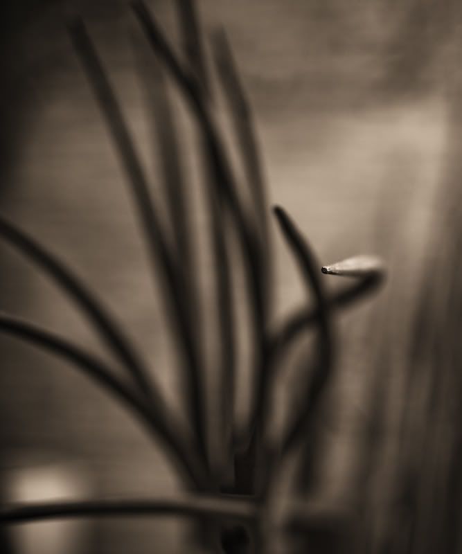 IMAGE: http://i21.photobucket.com/albums/b270/zillig04/_MG_0941.jpg