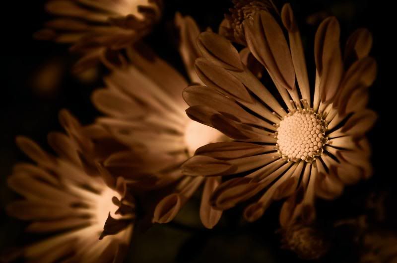 IMAGE: http://i21.photobucket.com/albums/b270/zillig04/_MG_8906.jpg