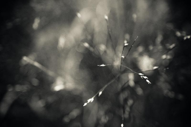 IMAGE: http://i21.photobucket.com/albums/b270/zillig04/_MG_9291.jpg