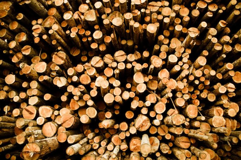 IMAGE: http://i21.photobucket.com/albums/b270/zillig04/_MG_9452.jpg