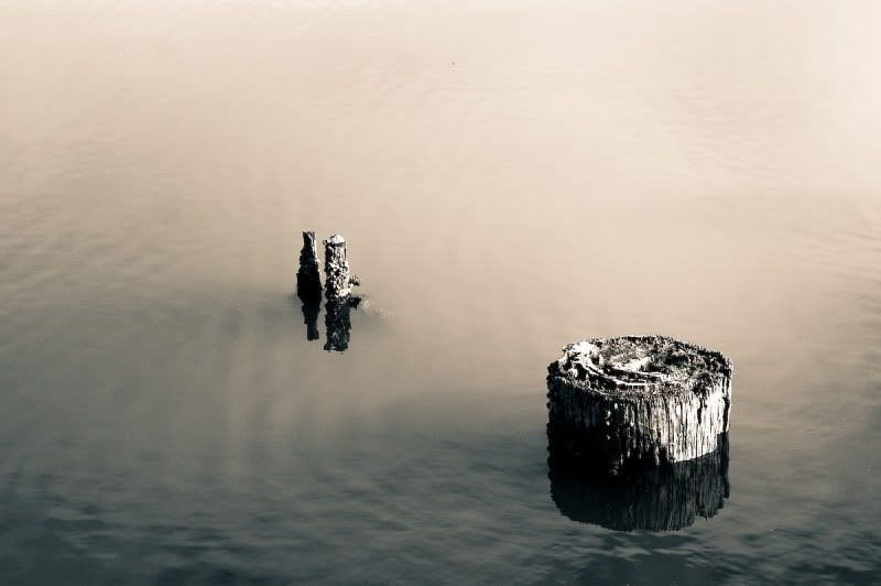 IMAGE: http://i21.photobucket.com/albums/b270/zillig04/_MG_9607.jpg