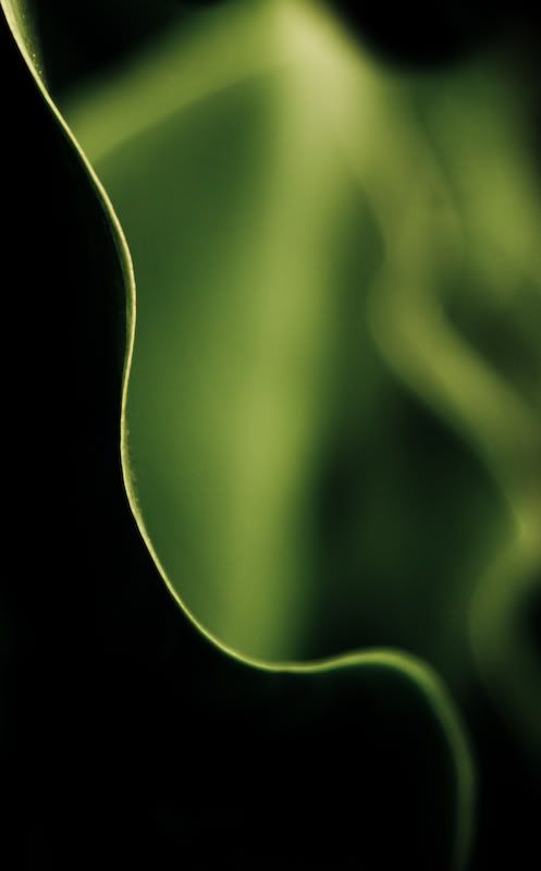 IMAGE: http://i21.photobucket.com/albums/b270/zillig04/_MG_9812.jpg