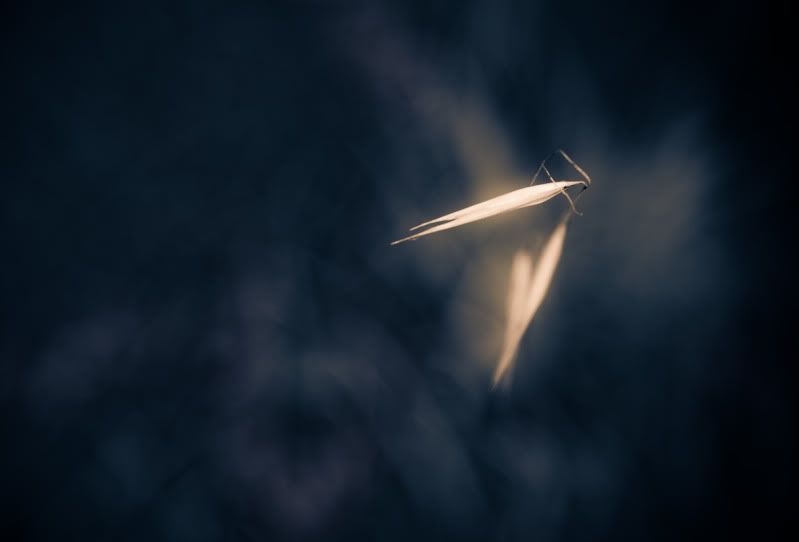 IMAGE: http://i21.photobucket.com/albums/b270/zillig04/_MG_9841.jpg